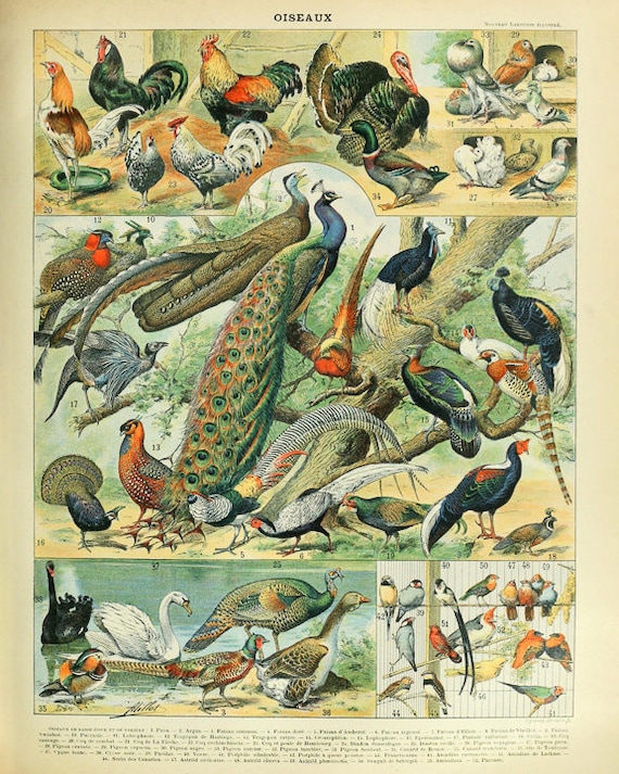 Vintage Bird Print Ornithology Print French Bird Poster Gifts for