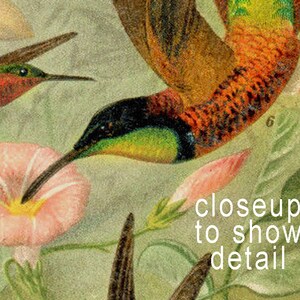 May include: A vintage illustration of two hummingbirds with green, orange, and red feathers. The hummingbirds are perched on a pink flower with green leaves. The text "closeup to show detail" is printed in the lower right corner of the image.