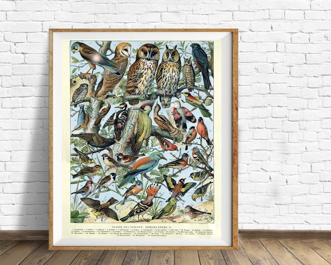 Vintage Bird Print French Bird Poster Ornithology Print Gifts for