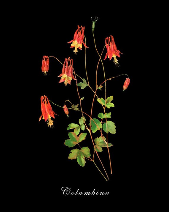 Botanical Print with Black Background - Red Columbine Print - Flower Poster - Red Wall Art Home Decor #vi774