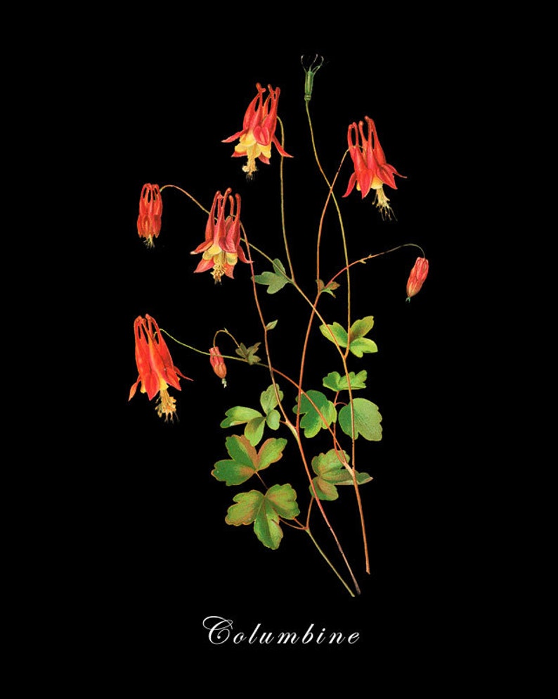 May include: A botanical illustration of columbine flowers against a black background. The flowers are red with yellow centers, and the stems and leaves are green. The word "Columbine" is written in cursive at the bottom.