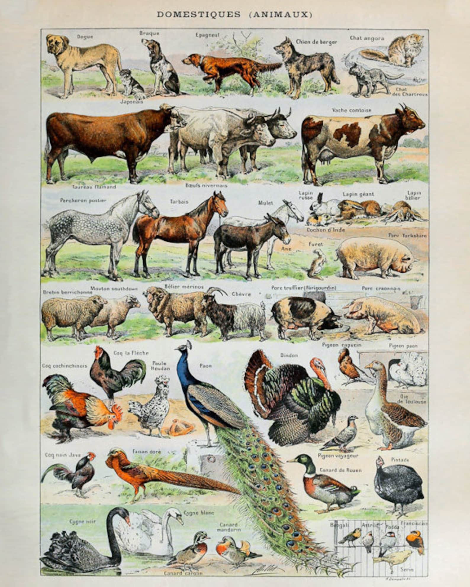 Vintage Farm Animal Print Domestic Animal Art Cow Horse Pig Etsy