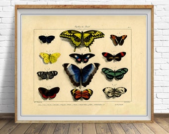 Vintage Butterfly Print, French Insect Chart Butterfly Illustration Wall Art Home Decor Biology Poster #vi1647