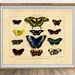 see more listings in the Animal/Insect Prints section