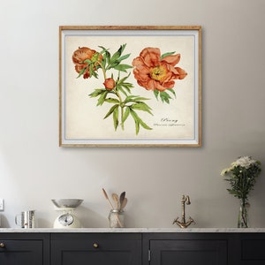 May include: A vintage botanical illustration of a peony flower with orange petals and green leaves. The illustration is framed in a light wood frame and has the text "Peony Paeonia suffruticosa" printed below the image.