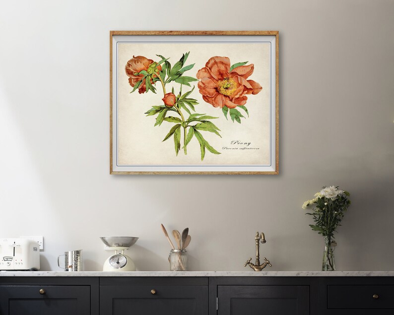 May include: A vintage botanical illustration of a peony flower with orange petals and green leaves. The illustration is framed in a light wood frame and has the text "Peony Paeonia suffruticosa" printed below the image.