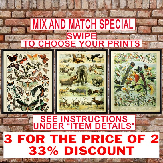 Animal Print French Biology Poster Butterfly Print Elephant Etsy