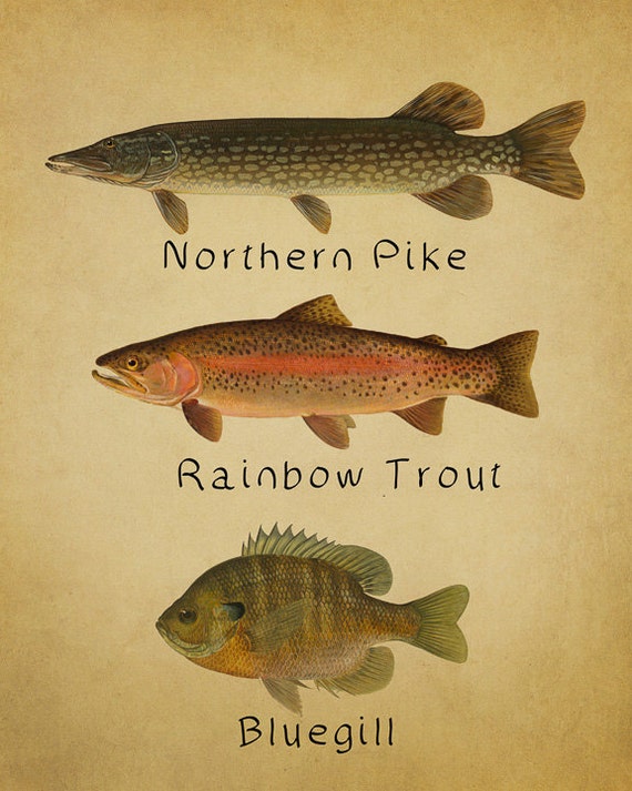 Fish Poster Fish Print Northern Pike Trout Bluegill Freshwater Fishing  Poster Wall Art Decor Man Cave vi350 