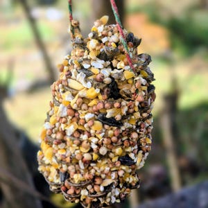 May include: A hanging bird feeder made of a dense collection of seeds, nuts, and grains. The feeder is cone-shaped and suspended by a red and green twine. The birdseed mix includes yellow corn, brown seeds, and black seeds.