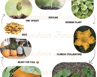 Pumpkin Life Cycle Printable: Real Photo Educational Activity (PDF)
