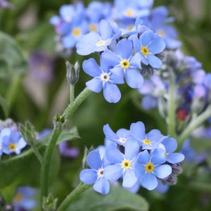 May include: A cluster of delicate blue forget-me-not flowers with yellow centers bloom in a lush green garden setting.