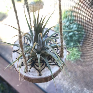 Air plant hanger set, hanging plant holder air plant display, green thumb gift gardening gifts for women, plant lover gift, boho plant decor