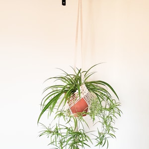 May include: A hanging macrame plant holder with a terracotta pot and a green spider plant hanging from a white ceiling hook.