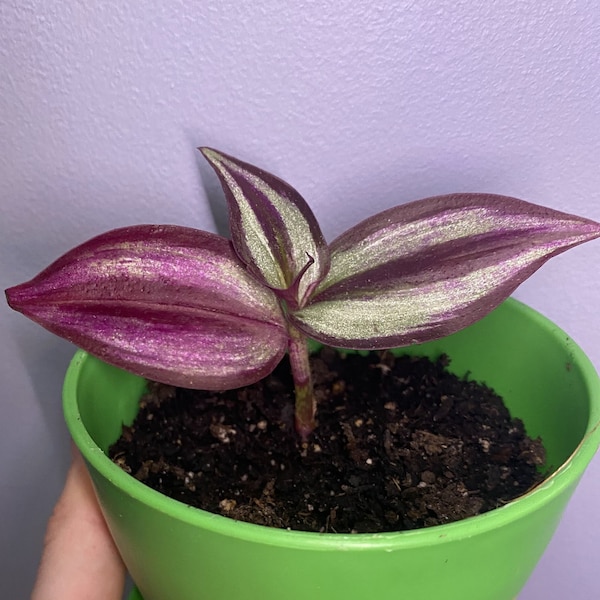 Wandering Dude, Silver Inch Plant - Tradescantia Zebrina