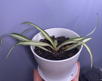 Spider Plant - Chlorophytum Comosum
