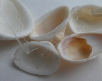 Natural sea shells 24mm drilled beads- 5 pcs-  jewelry making- organic craft beads