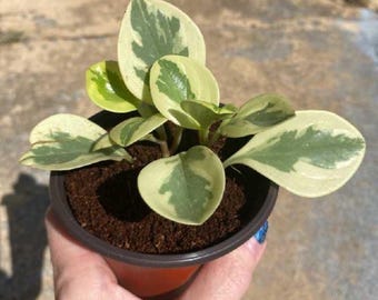 Peperomia Snow Drop - Variegated Rubber Plant - Easy Plants - Beginner  Plant - Live Houseplant in 4 Pot - Etsy