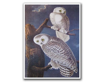 Vintage Owl Art Wild Animal Poster Bird Decor (H9)