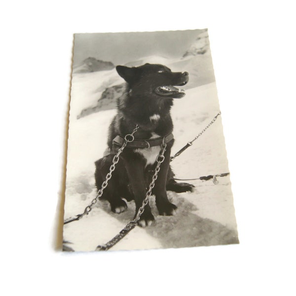 Unused Vintage Post Card - Jungfraujoch Polarhund Postcard - 1978 Verlag Walter Schild Interlaken