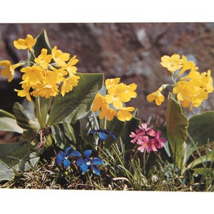 Vintage Postcard Hotel Grimsel Passhohe Felsenaurikel (Primula Auricula) Reproduktion Verboten M 668 Aufnahme und Verlag: Photohaus Geiger