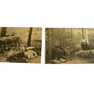 Vintage Cartoline Lotto di 2 Field Museum Of Natural History Chicago USA - Virginia cervo - Habitat Group di Sonora Grizzly Bear - Cartolina Postale