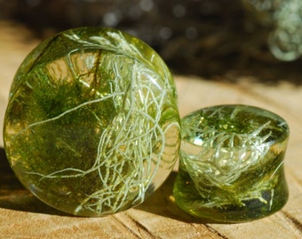 Forest Moss Ear Plugs, Botanical Lichen Gauges, Green Organic Plugs, Real Plant Plugs, Outdoor Tunnels, Woodland Ear Stretchers