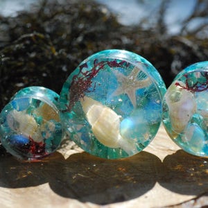 May include: Three round, clear, teal-coloured resin plugs with embedded seashells, starfish, and red seaweed. The plugs are arranged in a row on a wooden surface.