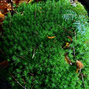 Op de afbeelding: Een close-up van een stukje levendig groen mos dat groeit in een bos. Het mos is omgeven door gevallen bruine bladeren en een paar takjes.