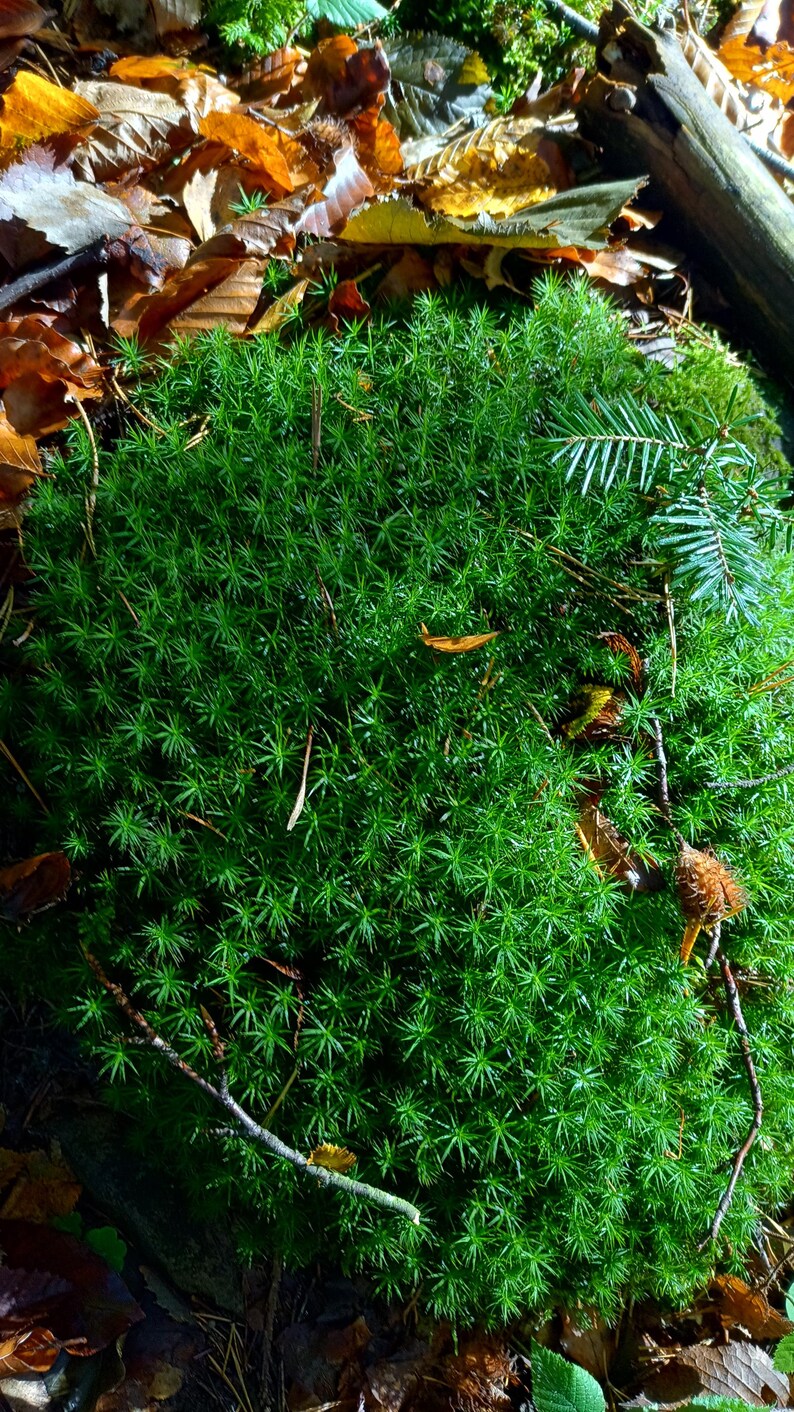 Op de afbeelding: Een close-up van een stukje levendig groen mos dat groeit in een bos. Het mos is omgeven door gevallen bruine bladeren en een paar takjes.