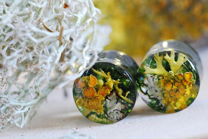 Forest orange lichen and green moss ear plugs, botanical gauges for lovers of nature