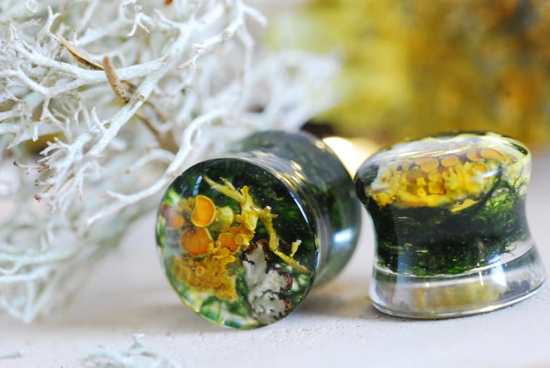 May include: A pair of clear resin ear gauges with embedded yellow and green botanical elements. The gauges feature a variety of small, yellow and orange mushrooms and green moss.