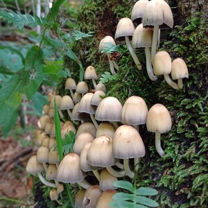 May include: A cluster of small, light brown mushrooms growing on a mossy tree trunk in a forest setting.