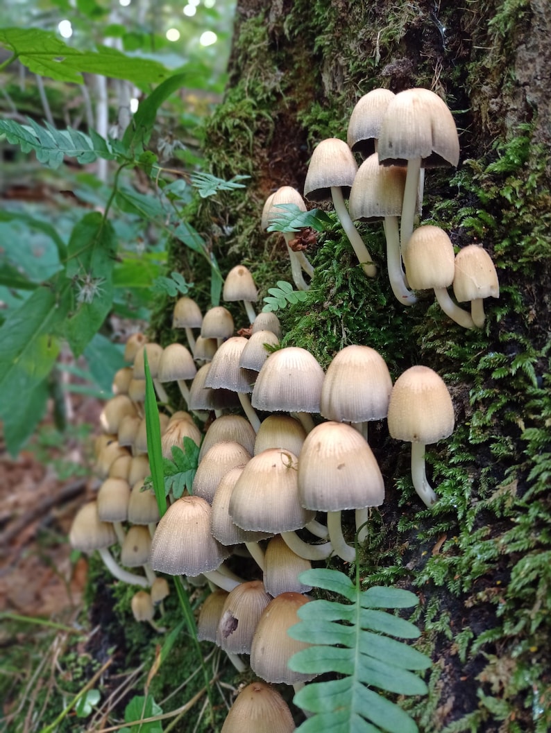 May include: A cluster of small, light brown mushrooms growing on a mossy tree trunk in a forest setting.