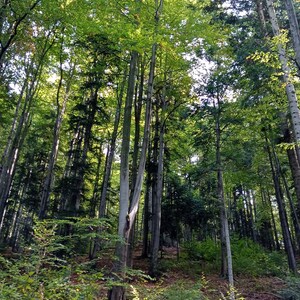 May include: A dense forest with tall trees, mostly deciduous, with some evergreen trees mixed in. The trees are mostly green, but some have yellow leaves. The forest floor is covered in leaves and undergrowth.