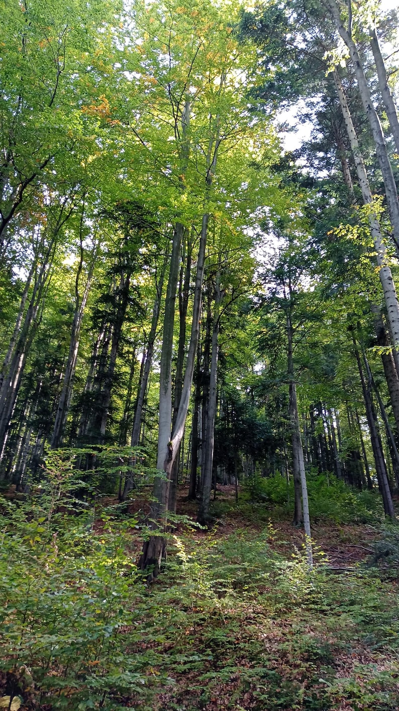 May include: A dense forest with tall trees, mostly deciduous, with some evergreen trees mixed in. The trees are mostly green, but some have yellow leaves. The forest floor is covered in leaves and undergrowth.