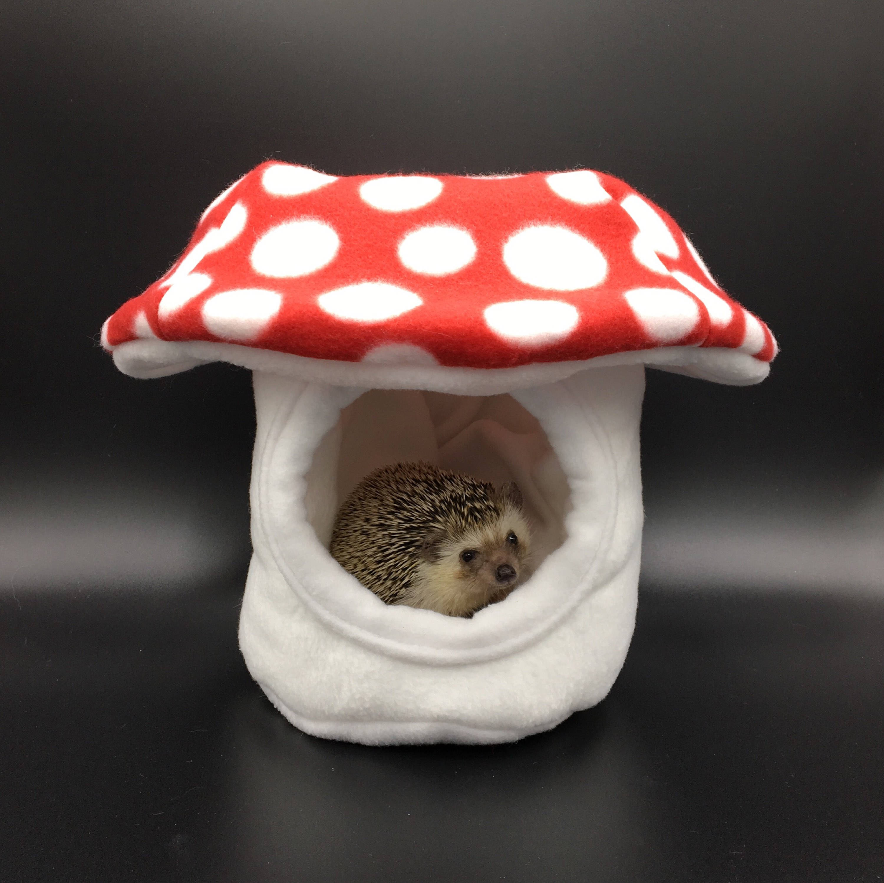 mushroom in guinea pig cage