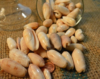 Lettered Olive Seashells from the Gulf of Mexico  (10 qty) * Seashell Art Supply  Lettered Olives * Florida Seashells * Hand Collected Beach