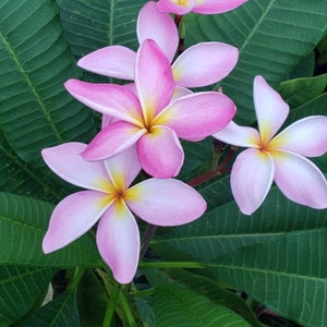 TEN Plumeria Cuttings * MYSTERY PLUMERIA * Tropical Flowering Plant can be Grown Indoors! * Frangipani Flower * Hawaiian Lei