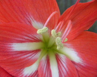 Beautifully simple Red Amaryllis Bulbs 3 BULB LISTING * Gifts from Nature * Mother Natures Beauty * Beautiful Flowers * Bulbs