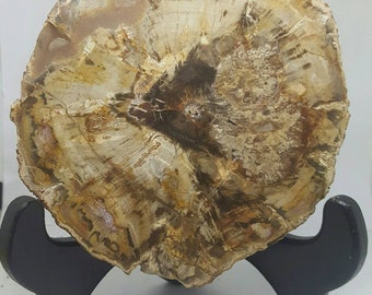 Fossilized wood/African/Madagascar/rough specimen/raw/plate/disc/fossil/polish/stone/rock and Mineral/slab/slice/disc/gemstone/soulgemz314