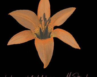 Print of an original pastel drawing of a wood lily wildflower