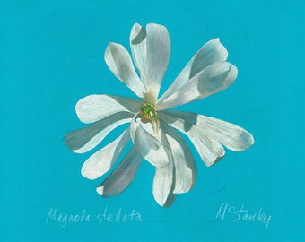 Print of an original pastel drawing of a star magnolia bloom