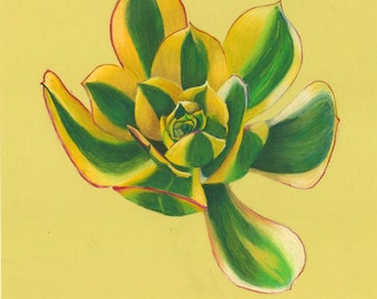 Print of an original pastel drawing of a sunburst succulent