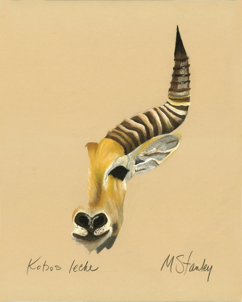 Original pastel drawing of a antelope image 1