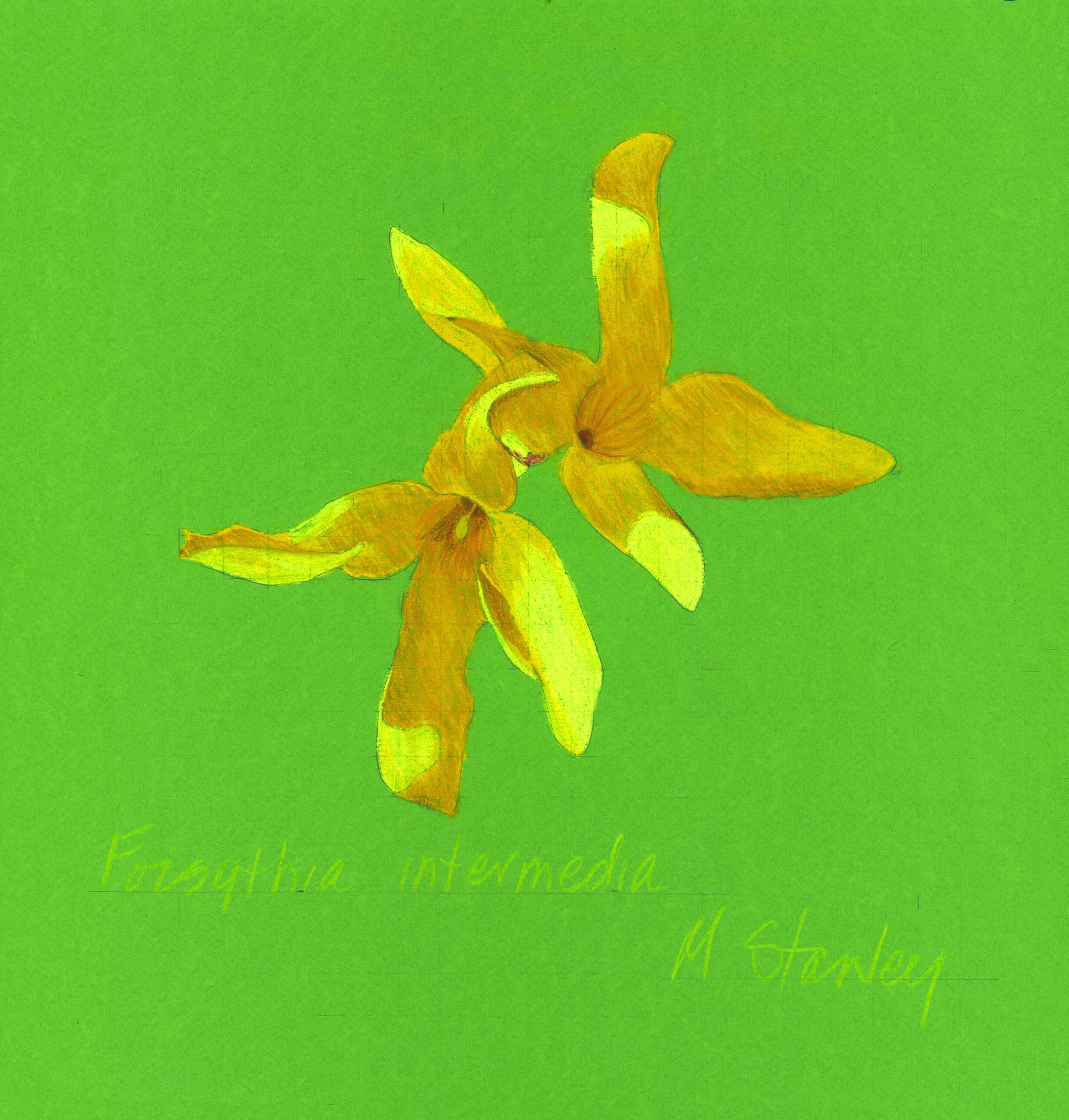 Pastel Art & Collectibles Drawing & Illustration Original pastel