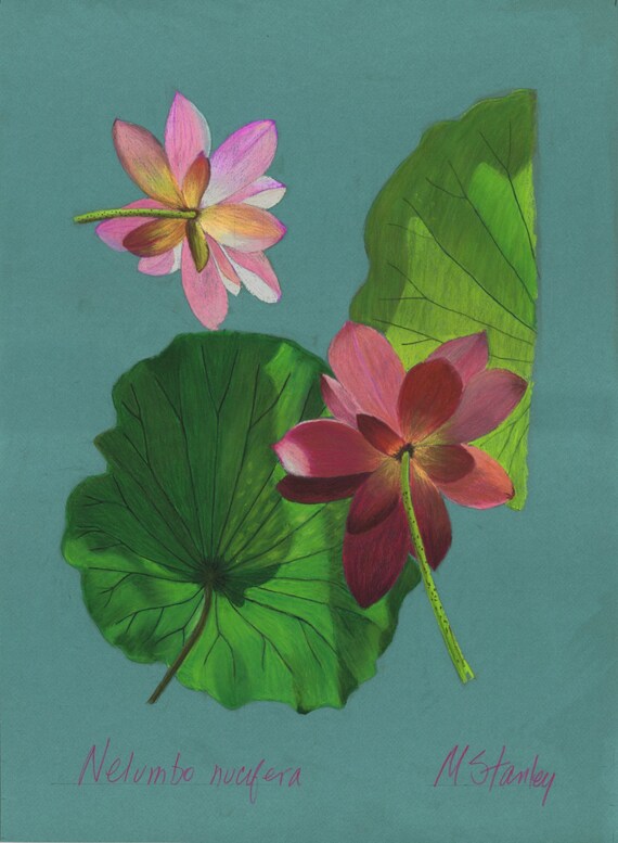 Impression Dun Pastel Original Dessin Dune Fleur De Lotus Rose