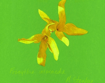 Print of an original pastel drawing of a forsythia