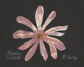 Original pastel drawing of a pink star magnolia bloom