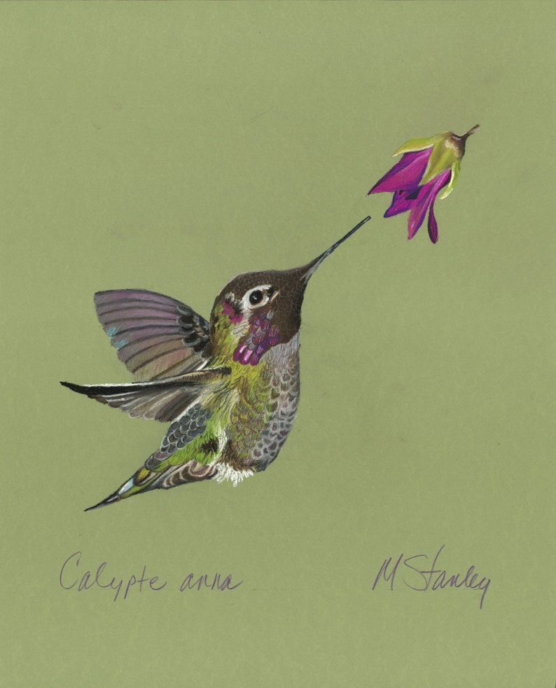 Print of an original pastel drawing of a hummingbird Calypte anna image 1