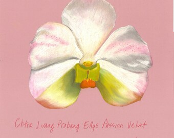 Print of an original pastel drawing of a Chtra orchid